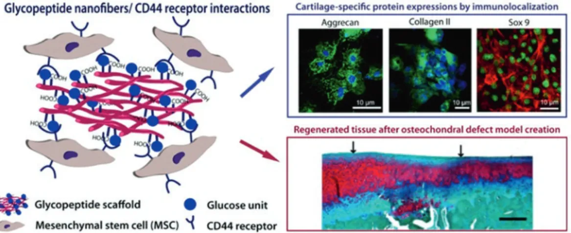 Fig. 7.3  Self- assembled glycopeptide scaffold mimick- mimick-ing hyaluronic acid. Commitment of mesenchymal stem  cells to chondrogenesis was visualized by  immunolocal-ization of cartilage specific proteins such as aggrecan,  col-lagen II and Sox 9