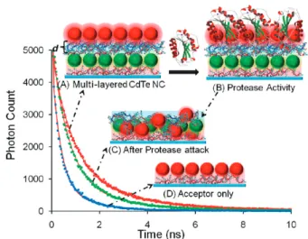 Figure 6. Time-resolved photoluminescence (TRPL) of CdTe QDot donor acceptor pair with FRET process (A), CdTe QDot  do-nor acceptor pair after addition of the protease (B), TRPL of CdTe QDot donor acceptor pair after cleavage of the peptide ﬁlm (C), and TR