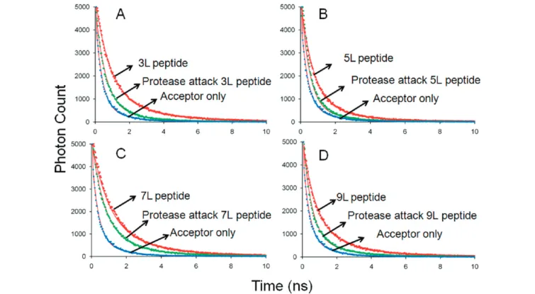 Figure 7. Time-resolved photoluminescence (TRPL) before and after the protease-based cleavage of the nanocomposite ﬁlms for varying interlayer ﬁlm thicknesses, with three monolayers of peptide interlayer (A), with ﬁve monolayers of peptide interlayer (B), 