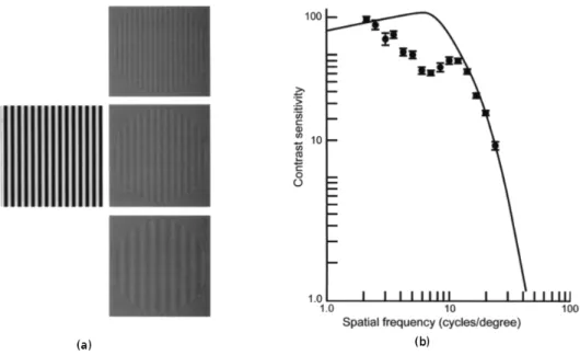 Figure 2.12: (a) Adaptation grating and test gratings (b) Sensitivity function graph after adaptation to grating of 7 cyc deg