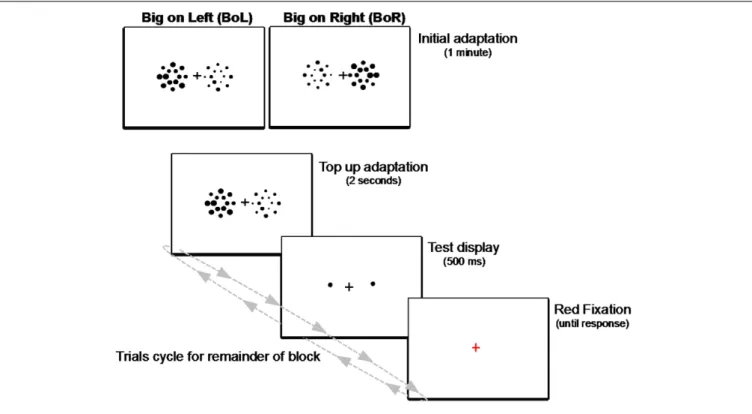 FIGURE 5 | Schematic illustration of the adaptation paradigm used in Experiment 2. Each block began with an initial adaptation display of two side-by-side patches of big and small heterogeneously sized circles presented for 1 min