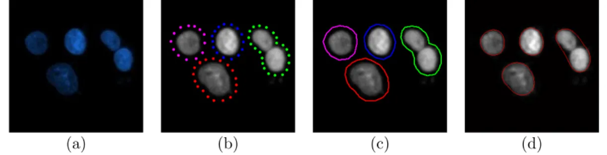 Figure 2.6: Illustration of how snakes work: (a) a sample fluorescence image, (b) initial points provided around object boundaries, (c) initial boundaries, (d) final segmentation results