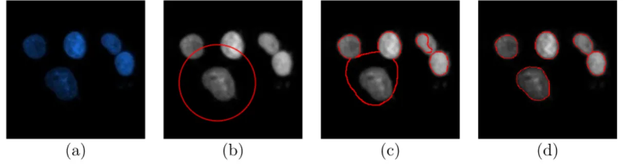 Figure 2.7: Illustration of active contours without edges: (a) a sample fluorescence image, (b) the randomly assigned first spline, (c) splines after a few hundred iterations, (d) final segmentation results