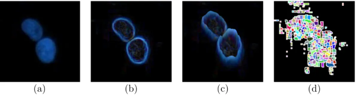 Figure 2.9: An example segmentation result obtained by a watershed algorithm applied to only gradient magnitudes: (a) a sample fluorescence image, (b) the gradient magnitudes, (c) 3D illustration of the gradient image, in which local minima can be observed