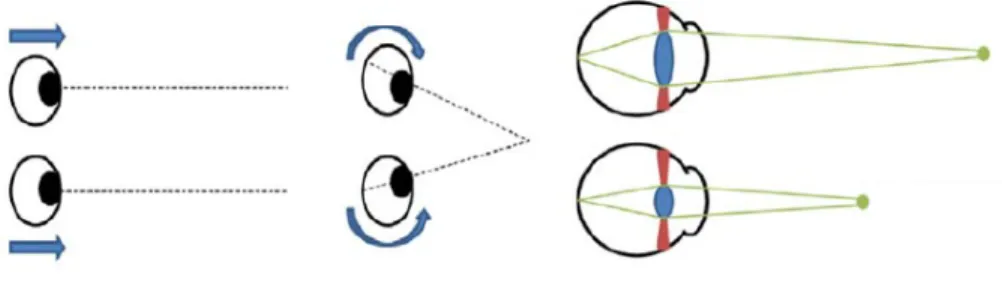 Figure 2.4: Convergence and accommodation