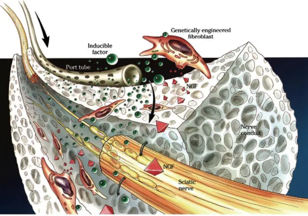 Figure  1.2  An  ideally  designed  nerve  conduit  should  have  a  well-defined  set  of  features  to  permit  for  the  outgrowth  and  regeneration  of  peripheral  nerve  cells