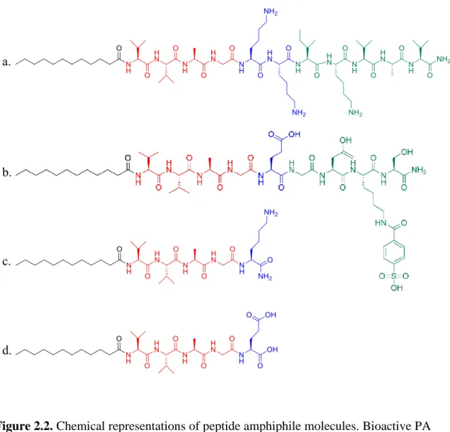 Figure 2.2. Chemical representations of peptide amphiphile molecules. Bioactive PA  molecules;  LN-PA (a) and GAG-PA (b)