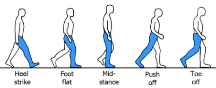 Fig. 1. Stance phase in human bipedal locomotion. In this phase, the foot is in contact with the ground