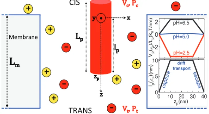 Fig. 1: (Color online) Schematic depiction of the polyelec- polyelec-trolyte translocating along the z-axis of the pore conﬁning the KCl solution of bulk concentration ρ b 