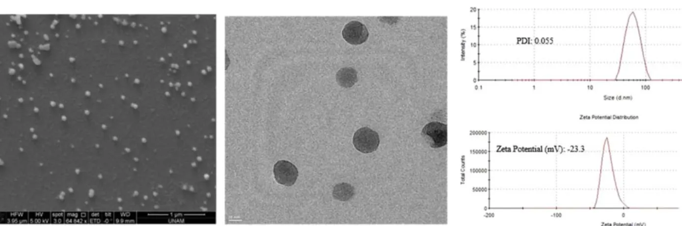 FIGURE 3 The nanoparticles in different protein environments such as bovine serum albumin (BSA), human serum, and milk to test their stabilities