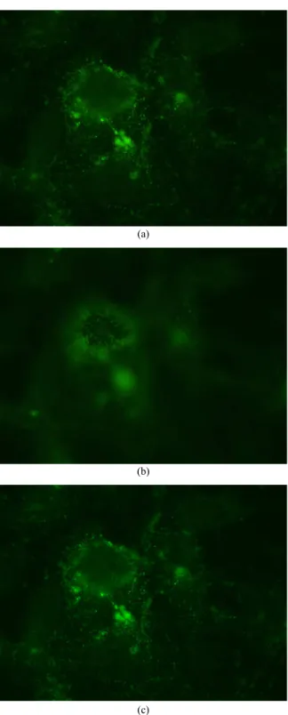 Fig. 10. Sample ﬂuorescent labeled mouse liver tissue images used in experi- experi-ments (a) Im-1, (b) Im-2 (c) Im-3, and (d) Im-4 obtained from [47].