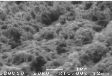 Figure  3.2.1  SEM  image  of  our  photocatalytic  nanocomposites  that  nanoparticles  are  integrated into their three-dimensional sol-gel matrices