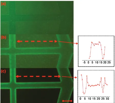 Figure 9. SEM (left) and fluorescence (right) images of photopatterned Au/PVAL films. The scale bar corresponds to 50 µm.