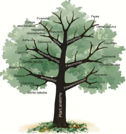 Figure 1: The tree diagram showing different uses of phytoliths (Hart, 2016: 29, Fig. 3)