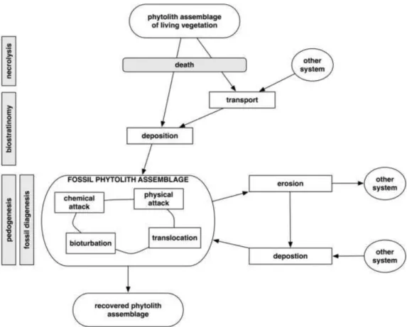 Figure 3: Depositional and post-depositional processes (Madella &amp;