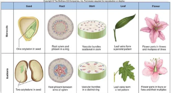 Figure 5: Monocots vs. dicots. Copyright © McGrawHill Companies