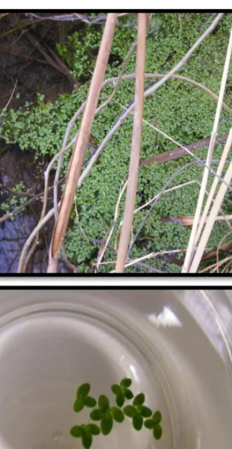 Figure 3. Lemna minor fronds in (a) wilderness and (b) laboratory culture. 