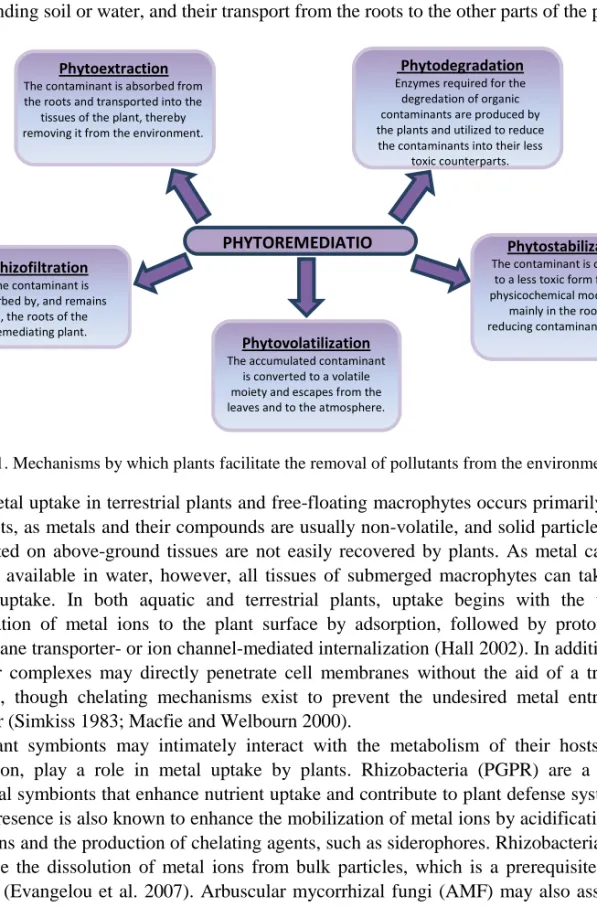 Figure 1. Mechanisms by which plants facilitate the removal of pollutants from the environment