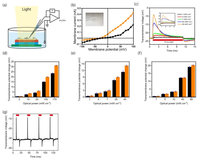 Figure 5. (a) Schematic of the whole-cell patch-clamp recording conﬁguration of the biointerface in wireless and free-standing modes