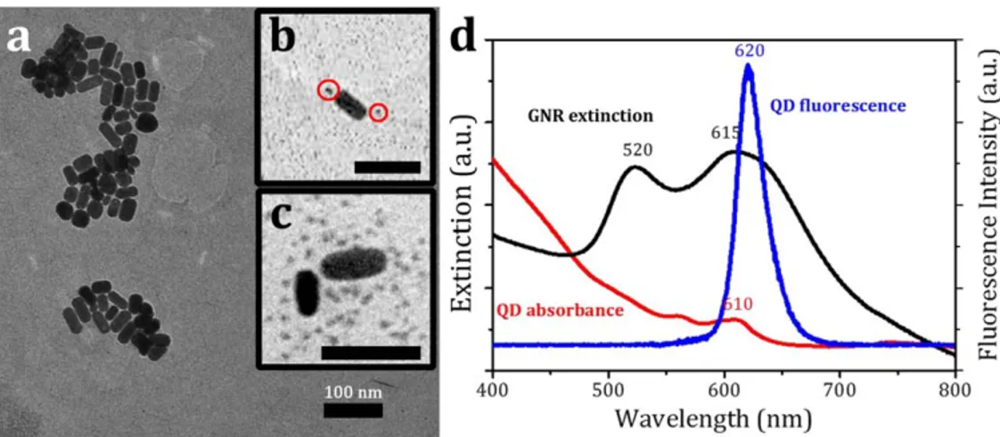 Figure 1. (a) TEM image of the original GNRs. The average size is 40×17 nm. (b) TEM image of complexes with 2 polyelectrolyte layers as a spacer and 2.5 QDs per nanorod