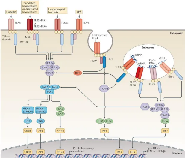 Figure 1.1: Cellular localization, PAMPs, adaptor molecules and signaling pathways of  TLRs [20]