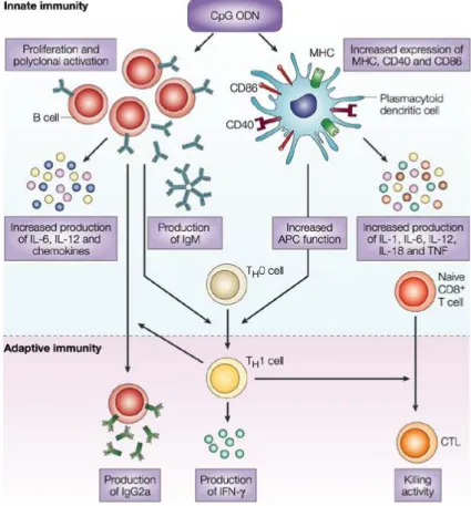Figure 1.2: Mechanism of CpG ODNs to facilitate immune responses [28]. 