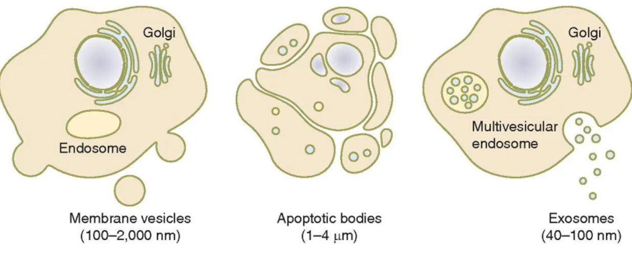 Figure 1.5: Different type of extracellular vesicles [76]. 
