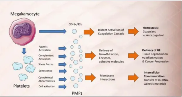 Figure 1.6: Mechanism of PMP generation from platelets [88]. 