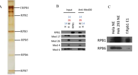 Figure 4: Purification of RPB1 subunit of human RNA polymerase II (Pol II)  transiently expressed in HEK 293T cells and its immunoprecipitation (IP) with  Mediator sub-complex