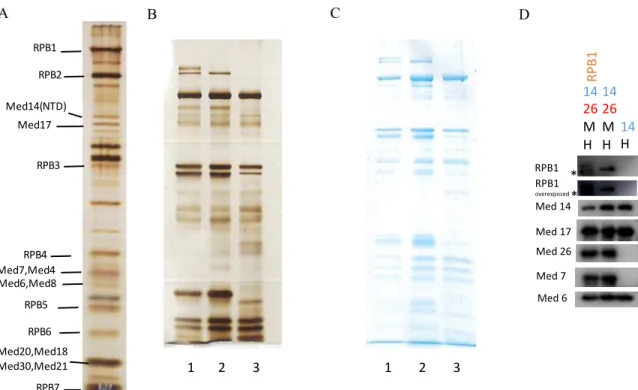 Figure 5: Immuno-precipitation of reconstituted Mediator sub-complexes with Pol  II and His-RPB1