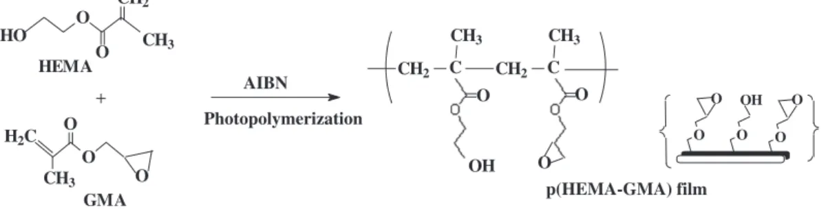 Fig. 1. Chemistry of the preparation of p(HEMA-GMA) ﬁlms.