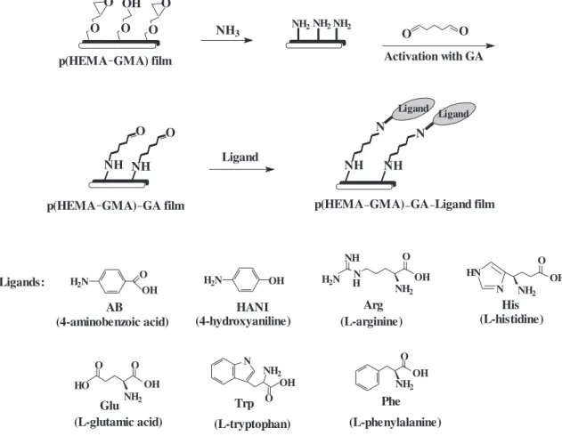 Fig. 3. Attachment of ligand on p(HEMA-GMA) ﬁlms surface via glutaraldehyde coupling.