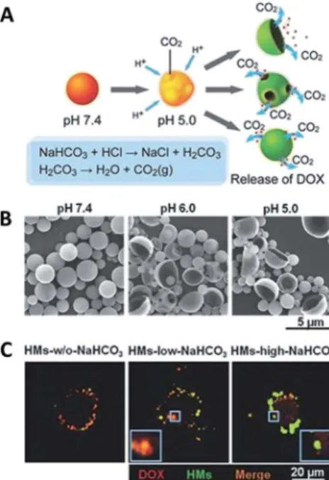 Fig. 8 (a) Schematic illustration of the pH-responsive drug release mechanism of PLGA nanoparticles containing DOX and NaHCO 3 , (b) SEM images of nanoparticles after incubation in di ﬀerent pH, (c) CLSM images of the intracellular release of DOX from PLGA