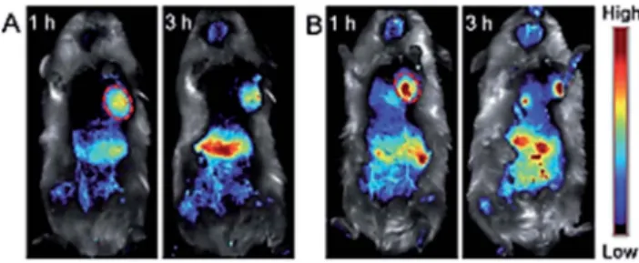 Fig. 16 In vivo ﬂuorescent imaging of H 22 tumour-bearing mice after intravenous injection of (a) non-targeted and (b) targeted  nano-particles