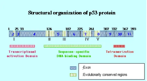 Figure 1.3. Structural Organization of p53 Protein 