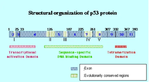 Figure 1.3. Structural Organization of p53 Protein 