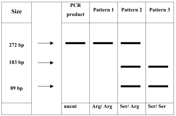 Figure 2.1. Schematic Representation of Genotyping of p21 Codon 31 Polymorphism. Pattern 1,2 and 3 show the Bpu1102I restriction enzyme  digestion profile