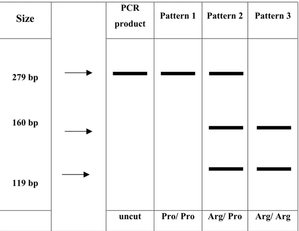 Figure 2.2. Schematic Representation of Genotyping of p53 Codon 72 Polymorphism. Pattern 1,2 and 3 show the Bsh1236 restriction enzyme  digestion profile