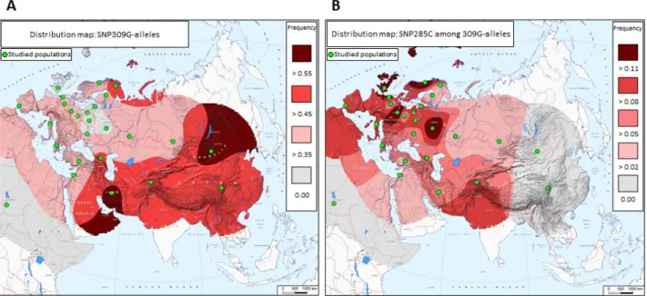 Figure 1: Distribution of MDM2 promoter SNPs across Eurasia.  (A) Distribution of SNP309G