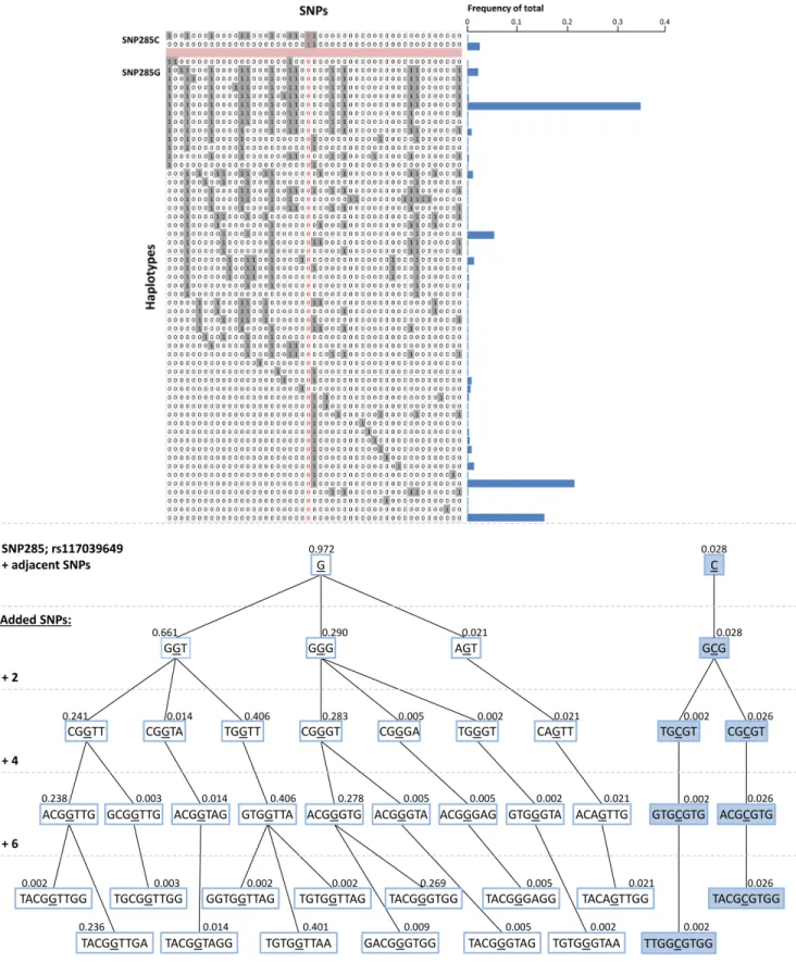 Figure 3: (A) Imputed haplotypes including 49 SNPs within / flanking the MDM2 gene, extracted from 288 Caucasian  individuals; data extracted from the 1000 genome project - www.1000genomes.org