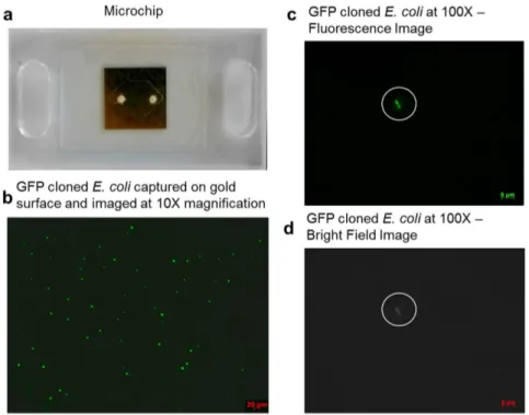 Figure 2 | Microfluidic chip and fluorescent images of E. coli taken under 103 and 1003 magnifications in microchannels