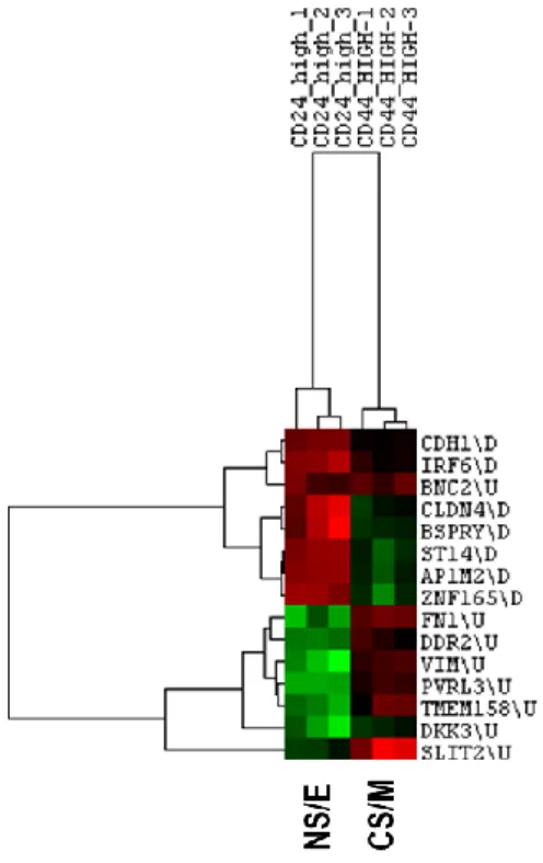 Figure 5.2: CNCL clustering in dataset GSE36643. CNCL classified CD44 high cells  as CS/M and CD24 high cells as NS/E from HMLER cells isolated by FACS sorting as  expected
