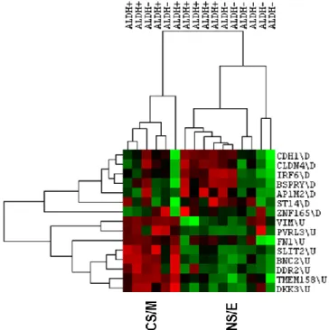 Figure  5.3.  Clustering  of  primary  breast  cancer  cells  sorted  by  ALDH1  expression  with CNCL
