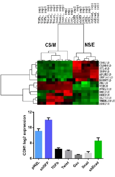 Figure 5.5: CNCL clustering in dataset GSE24202.  CNCL classification showed cells  overexpressing TGFβ, Twist, GSC or Snail as CS/M when compared to controls