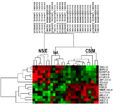 Figure  5.6:  CNCL  clustering  in  dataset  GSE7515.    CNCL  classified  most  mammospheres  (12/15)  as  CS/M  and  primary  cell  lines  (10/11)  as  either  NS/E  or  intermediary as expected