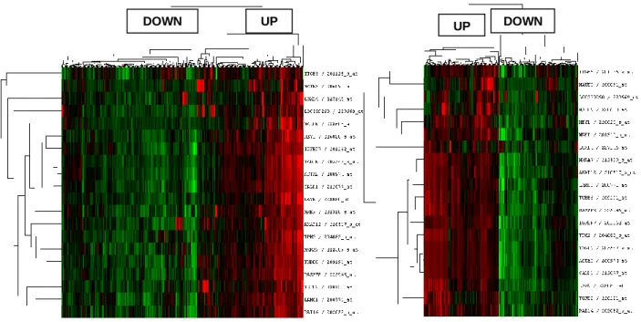 Figure 4.17: Hierarchical clustering analysis of gastric cancer  tumors  with prognostic genes