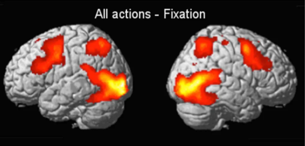 Table 1 e MNI Coordinates of the peak voxels of the brain regions involved in visual processing of actions based on the All Agents-Fixation contrast in the whole brain GLM analysis (Fig
