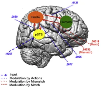 Fig. 6 e Modulatory connection strengths in the winning model, Model 2 across subjects (only right hemisphere is shown for display purposes)