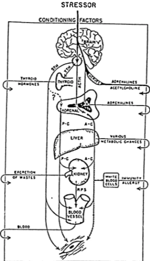 Figure 2.2.  Synoptic view of whole stress mechanism.