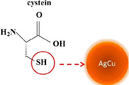 Figure 14. Schematic representation of affinity of thiol group at terminal position of  cysteine toward AgCu nanoalloys